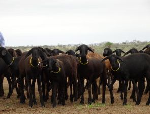 Borregas Santa Inês registradas à venda
